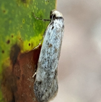 Oecophoridae (family) (Unidentified Oecophorid concealer moth) at Mount Jerrabomberra - 14 Oct 2021 by SteveBorkowskis