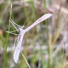 Platyptilia celidotus (Plume Moth) at Jerrabomberra, NSW - 14 Oct 2021 by SteveBorkowskis