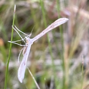 Platyptilia celidotus at Jerrabomberra, NSW - 14 Oct 2021