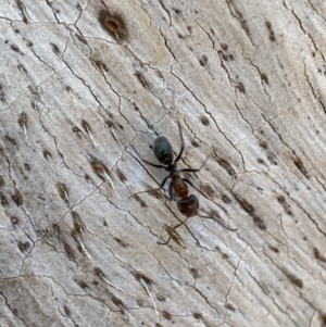 Iridomyrmex rufoniger at Jerrabomberra, NSW - 14 Oct 2021