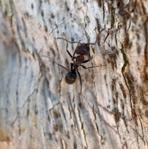 Iridomyrmex rufoniger at Jerrabomberra, NSW - 14 Oct 2021