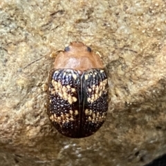 Paropsis aspera (Eucalyptus Tortoise Beetle) at Mount Jerrabomberra QP - 14 Oct 2021 by Steve_Bok