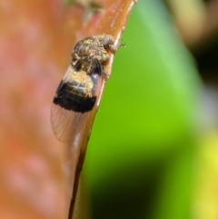 Psyllidae sp. (family) (Unidentified psyllid or lerp insect) at Jerrabomberra, NSW - 13 Oct 2021 by Steve_Bok