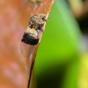 Psyllidae sp. (family) at Jerrabomberra, NSW - 13 Oct 2021