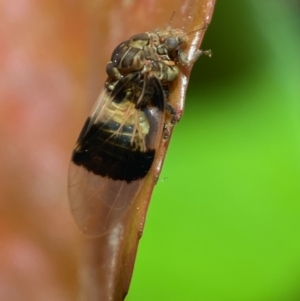 Psyllidae sp. (family) at Jerrabomberra, NSW - 13 Oct 2021