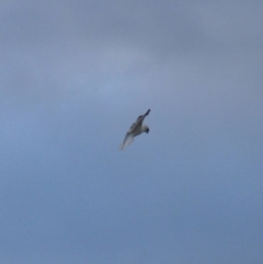 Elanus axillaris (Black-shouldered Kite) at Cook, ACT - 14 Oct 2021 by Amy