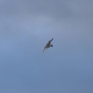 Elanus axillaris at Cook, ACT - 14 Oct 2021