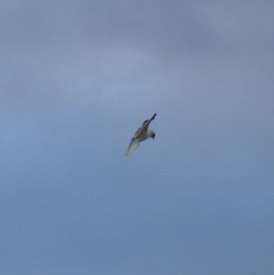 Elanus axillaris (Black-shouldered Kite) at Mount Painter - 14 Oct 2021 by Amy