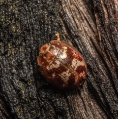 Paropsisterna laesa species complex (Laesa leaf beetle) at Molonglo Valley, ACT - 14 Oct 2021 by Roger