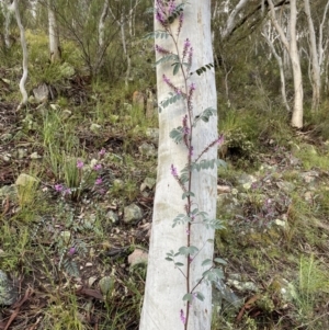 Indigofera australis subsp. australis at Conder, ACT - 14 Oct 2021