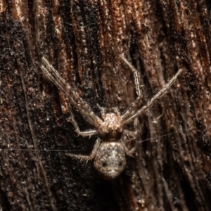 Tmarus marmoreus at Molonglo Valley, ACT - 14 Oct 2021