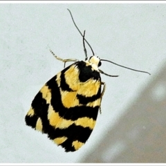 Thallarcha partita (Dark-banded Footman) at Crooked Corner, NSW - 14 Oct 2021 by Milly