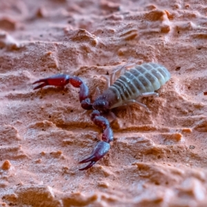 Pseudoscorpiones (order) at Undefined Area - 14 Oct 2021 11:45 AM