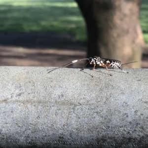 Xanthocryptus novozealandicus at O'Connor, ACT - 14 Oct 2021