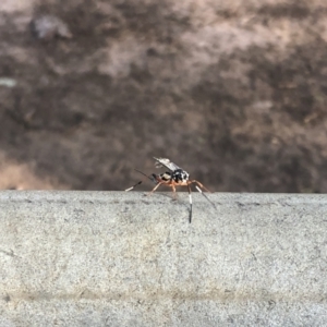 Xanthocryptus novozealandicus at O'Connor, ACT - 14 Oct 2021