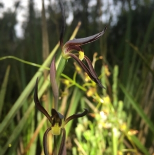 Lyperanthus suaveolens at Bruce, ACT - suppressed