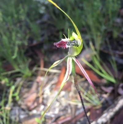 Caladenia atrovespa (Green-comb Spider Orchid) at Bruce, ACT - 14 Oct 2021 by dgb900