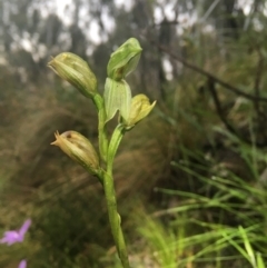 Bunochilus umbrinus (Broad-sepaled Leafy Greenhood) at Acton, ACT - 14 Oct 2021 by dgb900