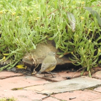 Acanthiza chrysorrhoa (Yellow-rumped Thornbill) at Aranda, ACT - 14 Oct 2021 by KMcCue