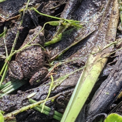 Crinia signifera (Common Eastern Froglet) at Hamilton Valley, NSW - 13 Oct 2021 by ChrisAllen