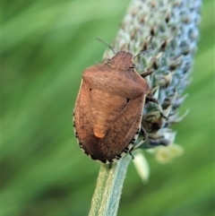 Dictyotus conspicuus (A shield or stink bug) at Cook, ACT - 14 Oct 2021 by CathB