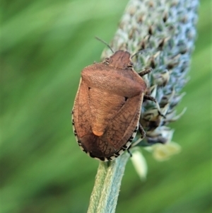 Dictyotus conspicuus at Cook, ACT - 14 Oct 2021 05:44 PM