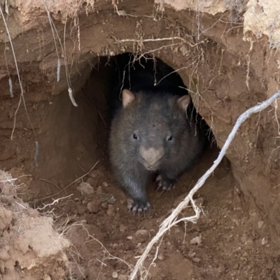 Vombatus ursinus (Bare-nosed Wombat) at Paddys River, ACT - 8 Sep 2021 by BraedyJ
