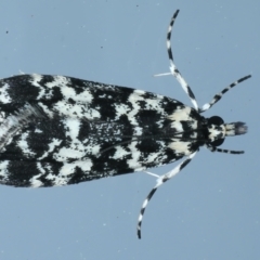 Scoparia exhibitalis (A Crambid moth) at Ainslie, ACT - 13 Oct 2021 by jb2602