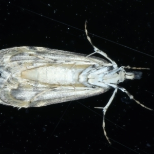 Scoparia exhibitalis at Ainslie, ACT - 13 Oct 2021