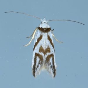 Oxythecta acceptella at Ainslie, ACT - 13 Oct 2021