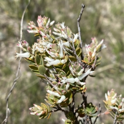 Brachyloma daphnoides (Daphne Heath) at Conder, ACT - 8 Oct 2021 by BraedyJ