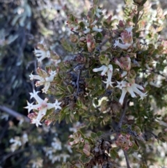 Brachyloma daphnoides at Conder, ACT - 8 Oct 2021