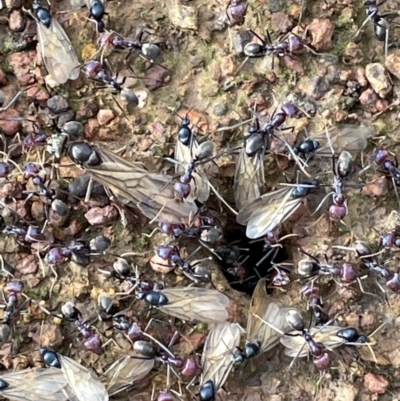 Iridomyrmex purpureus (Meat Ant) at Mount Majura - 14 Oct 2021 by JaneR