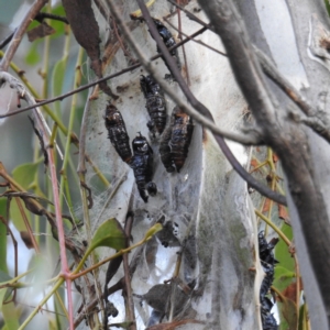 Delias harpalyce at Stromlo, ACT - suppressed