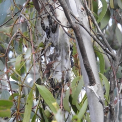 Delias harpalyce at Stromlo, ACT - suppressed