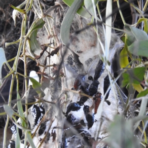 Delias harpalyce at Stromlo, ACT - suppressed