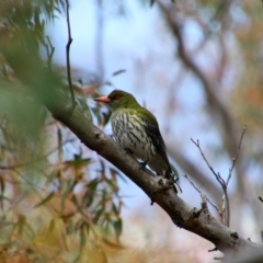 Oriolus sagittatus (Olive-backed Oriole) at Tralee, NSW - 14 Oct 2021 by MB