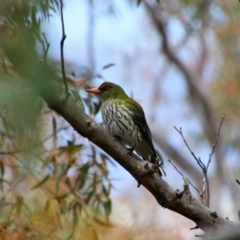 Oriolus sagittatus (Olive-backed Oriole) at Tralee, NSW - 15 Oct 2021 by MB