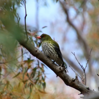 Oriolus sagittatus (Olive-backed Oriole) at Tralee, NSW - 15 Oct 2021 by MB