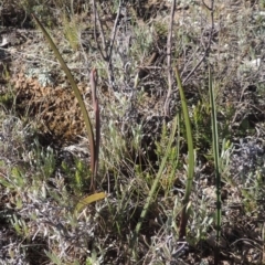 Thelymitra (genus) (sun orchids) at Theodore, ACT - 22 Sep 2021 by MichaelBedingfield