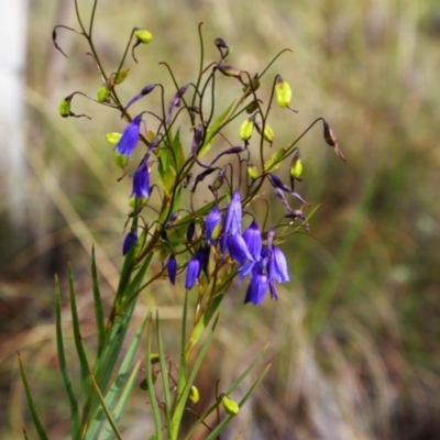 Stypandra glauca (Nodding Blue Lily) at Tralee, NSW - 14 Oct 2021 by MB