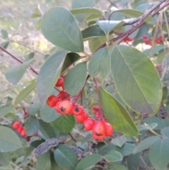 Cotoneaster glaucophyllus (Cotoneaster) at Theodore, ACT - 22 Sep 2021 by MichaelBedingfield