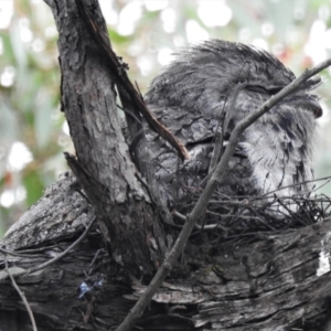 Podargus strigoides at Kambah, ACT - 15 Oct 2021