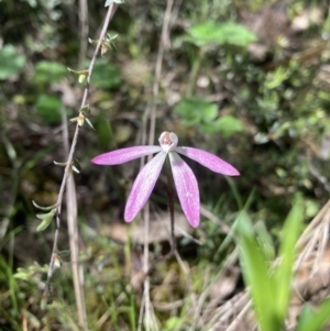 Caladenia fuscata at Molonglo Valley, ACT - suppressed