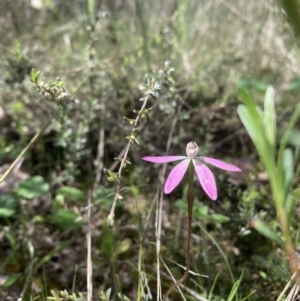 Caladenia fuscata at Molonglo Valley, ACT - suppressed