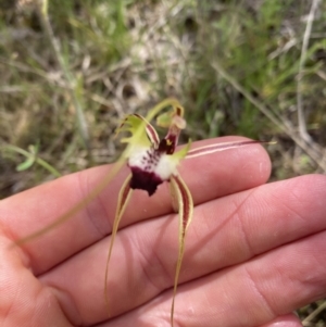 Caladenia atrovespa at Molonglo Valley, ACT - 15 Oct 2021