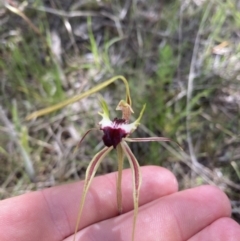 Caladenia atrovespa at Molonglo Valley, ACT - 15 Oct 2021