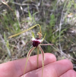 Caladenia atrovespa at Molonglo Valley, ACT - 15 Oct 2021