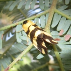 Thallarcha partita (Dark-banded Footman) at Woodstock Nature Reserve - 11 Oct 2021 by Christine