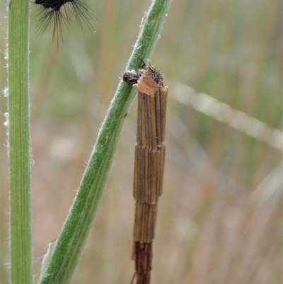 Lepidoscia arctiella (Tower Case Moth) at Cook, ACT - 19 Sep 2021 by CathB